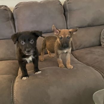 Mary S Roberts Pet Adoption Center - Woody and Pumpkin fosters - Animal Shelters Near Me - Riverside, California