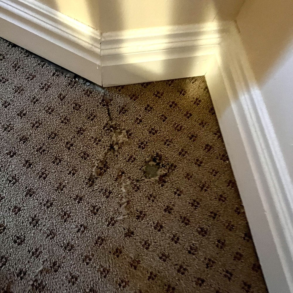 Hotel St James - Nasty carpet - torn, holes and dirty. - Hotels Near Me - New York, New York Hotel St James - Nasty carpet - torn, holes and dirty. - Hotels Near Me - New York, New York
