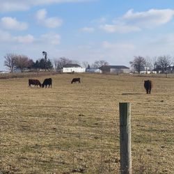 Jim’s Premium Ground Beef - Cattle on Jim's farm