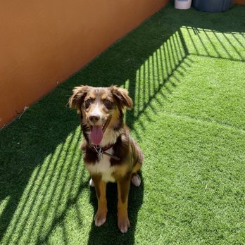 LV Dog Resort II - Pet Boarding Near Me - Las Vegas, Nevada LV Dog Resort II - Pet Boarding Near Me - Las Vegas, Nevada