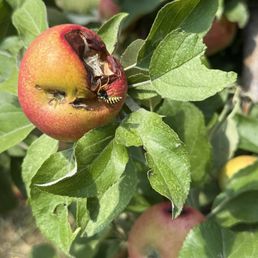 A bee enjoying some sweet apple A bee enjoying some sweet apple