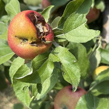 Ya Ya Farm and Orchard - A bee enjoying some sweet apple - Farmers Market Near Me - Longmont, Colorado Ya Ya Farm and Orchard - A bee enjoying some sweet apple - Farmers Market Near Me - Longmont, Colorado