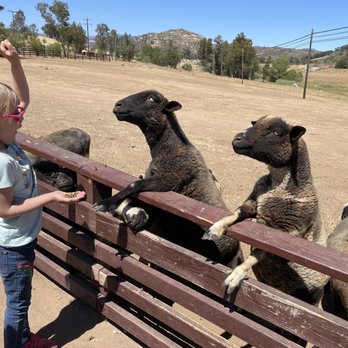Oasis Camel Dairy - Attraction Farms Near Me - Ramona, California Oasis Camel Dairy - Attraction Farms Near Me - Ramona, California
