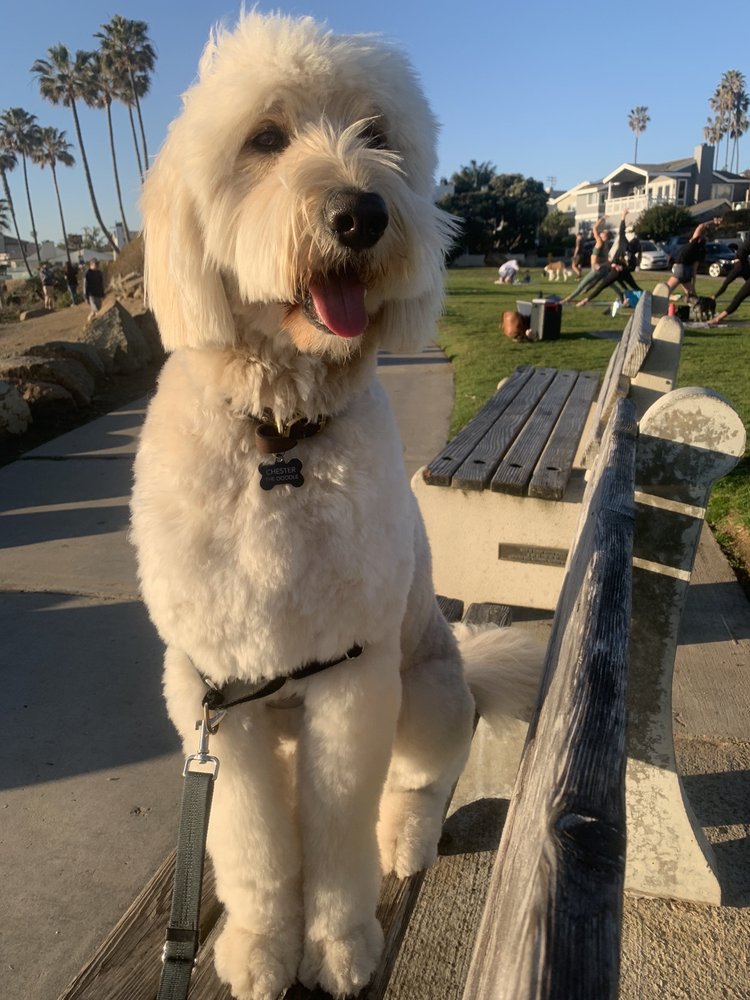 SD GROOMING Updated September 2024 20 Photos & 11 Reviews 3805