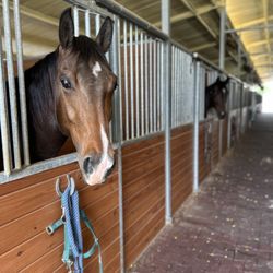Horse Life Miami