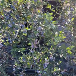 Blueberries are small but sweet Blueberries are small but sweet