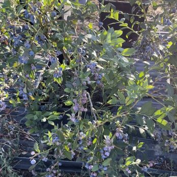 Tru2Earth Farm - Blueberries are small but sweet - Pick Your Own Farms Near Me - Gilroy, California Tru2Earth Farm - Blueberries are small but sweet - Pick Your Own Farms Near Me - Gilroy, California