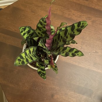 Flowers For Dreams - My Cali is planted and ready to bring me joy! - Florists Near Me - Chicago, Illinois