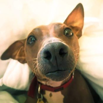Good Dog Boston - Pet Training Near Me - Cambridge, Massachusetts Good Dog Boston - Pet Training Near Me - Cambridge, Massachusetts