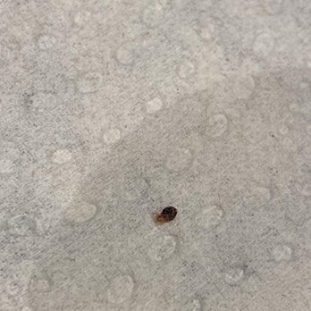 Kalahari - A bed bug that was found in room 2615 at Kalahari Sandusky on August, 15, 2023. - Resorts Near Me - Sandusky, Ohio Kalahari - A bed bug that was found in room 2615 at Kalahari Sandusky on August, 15, 2023. - Resorts Near Me - Sandusky, Ohio