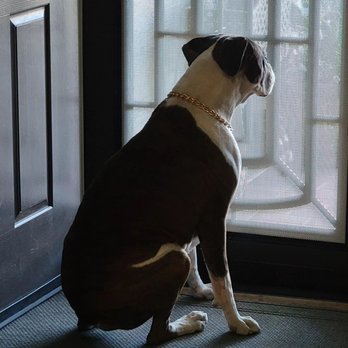 Steve's Mobile Security Doors - My 95 pound fur baby just loves his views now - Door Sales/Installation Near Me - Modesto, California Steve's Mobile Security Doors - My 95 pound fur baby just loves his views now - Door Sales/Installation Near Me - Modesto, California