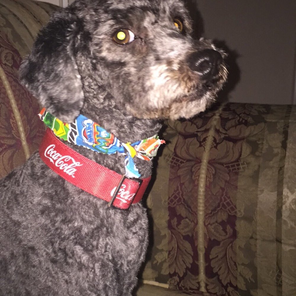 Sirias Pet Spa - Pet Groomers Near Me