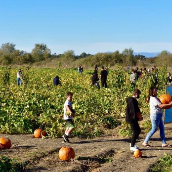 Santa Rosa Pumpkin Patch - Patch - Pumpkin Patches Near Me - Santa Rosa, California Santa Rosa Pumpkin Patch - Patch - Pumpkin Patches Near Me - Santa Rosa, California