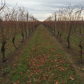 Ospreys Dominion Vineyards - Winter vineyard - Wineries Near Me - Peconic, New York