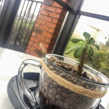 Missions Coffee - Coffeecup plant - Coffee & Tea Near Me - Auburn, California Missions Coffee - Coffeecup plant - Coffee & Tea Near Me - Auburn, California