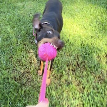 Jemzk9 - Pet Training Near Me Jemzk9 - Pet Training Near Me
