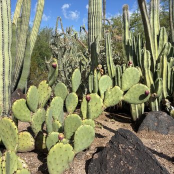 Desert Botanical Garden - Botanical Gardens Near Me - Phoenix, Arizona