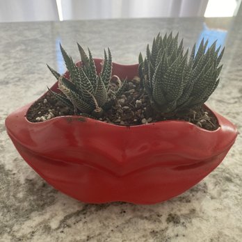 The Prickly Pear - My adorable planter and succulents!! - Nurseries & Gardening Near Me - Sacramento, California The Prickly Pear - My adorable planter and succulents!! - Nurseries & Gardening Near Me - Sacramento, California