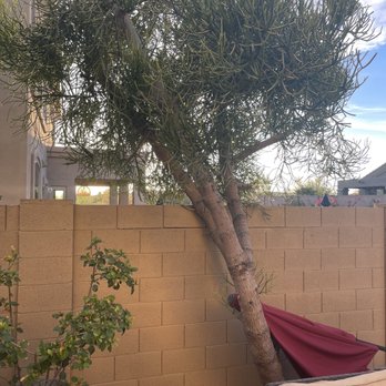 Next Level Tree Service - Tree Services Near Me - Glendale, Arizona