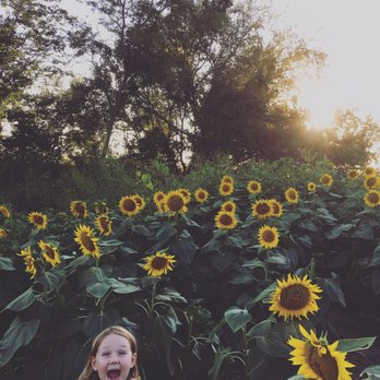 Grinter's Sunflower Farm - Farms Near Me - Lawrence, Kansas