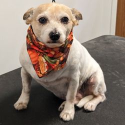 PetSuites Cypress