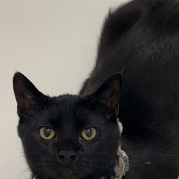 My cat!