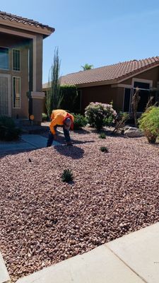 Planting Services - In this garden the plants were being damaged because the irrigation system was damaged; We added new drippers. We removed some dead cacti which we replaced with healthy and beautiful cacti. We also planted new plants, replacing some that were dead. Planting Services - In this garden the plants were being damaged because the irrigation system was damaged; We added new drippers. We removed some dead cacti which we replaced with healthy and beautiful cacti. We also planted new plants, replacing some that were dead.