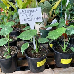 Plant & See Nursery