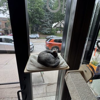 Catzen Coffee - Kitten - Coffee & Tea Near Me - Saint Paul, Minnesota Catzen Coffee - Kitten - Coffee & Tea Near Me - Saint Paul, Minnesota