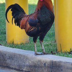 Costco Gasoline - Roosters at the pumps. January 2023