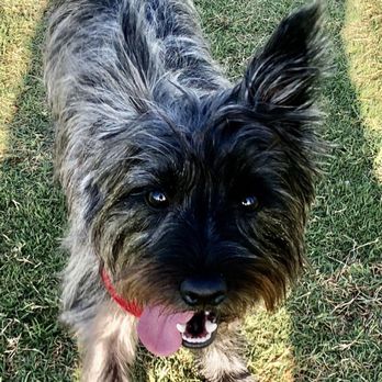 Anthem Dog Park - Higgings - Dog Parks Near Me - Anthem, Arizona Anthem Dog Park - Higgings - Dog Parks Near Me - Anthem, Arizona
