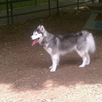 McCarren Park Dog Run - My husky in the large dog run - Dog Parks Near Me - Brooklyn, New York McCarren Park Dog Run - My husky in the large dog run - Dog Parks Near Me - Brooklyn, New York