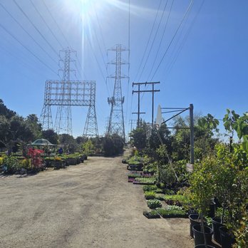 Sunflower Farms - View from parking lot - Nurseries & Gardening Near Me - Torrance, California Sunflower Farms - View from parking lot - Nurseries & Gardening Near Me - Torrance, California