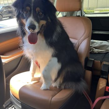 Lush Spaw - Pet Groomers Near Me - San Jose, California
