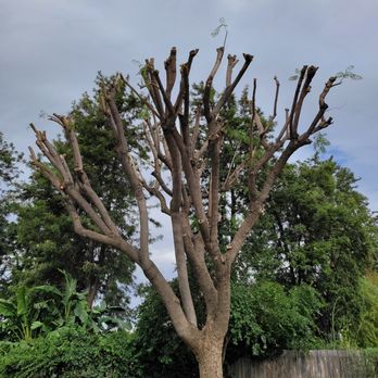 Lucero General Landscaping - Jacaranda After - Tree Services Near Me Lucero General Landscaping - Jacaranda After - Tree Services Near Me