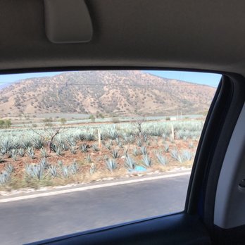 Casa Herradura - Bluegreen fields of agave throughout this region. - Tours Near Me - Amatitan, JAL