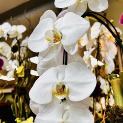River Oaks Plant House - Orchid