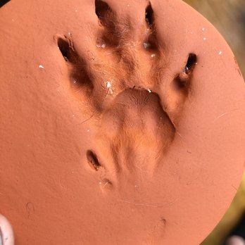West Coast - This is the $25 paw print. - Pet Cremation Services Near Me - Sun Valley, California West Coast - This is the $25 paw print. - Pet Cremation Services Near Me - Sun Valley, California