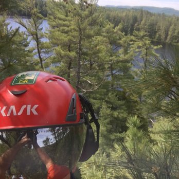 Olympic Tree and Land Management - aerial assessment of old growth pines! - Tree Services Near Me - Ray Brook, New York Olympic Tree and Land Management - aerial assessment of old growth pines! - Tree Services Near Me - Ray Brook, New York