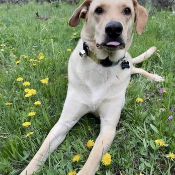 Whitefish Animal Hospital - Veterinarians Near Me - Whitefish, Montana Whitefish Animal Hospital - Veterinarians Near Me - Whitefish, Montana