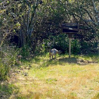 Tomales Bay State Park - A curious fox checked on our picnic - Beaches Near Me - Inverness, California Tomales Bay State Park - A curious fox checked on our picnic - Beaches Near Me - Inverness, California