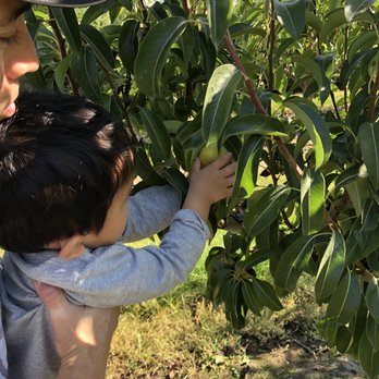 Beck’s Harvest House - Picking fresh pears! - Fruits & Veggies Near Me - Colbert, Washington