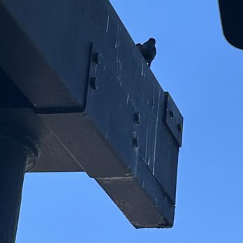 Amalfi Marina Bar - A bird watching us - Bars Near Me - San Marcos, California