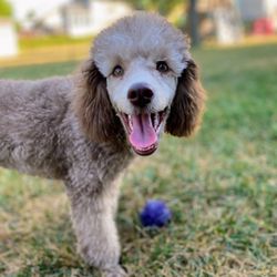 All Dogs Unleashed Des Moines