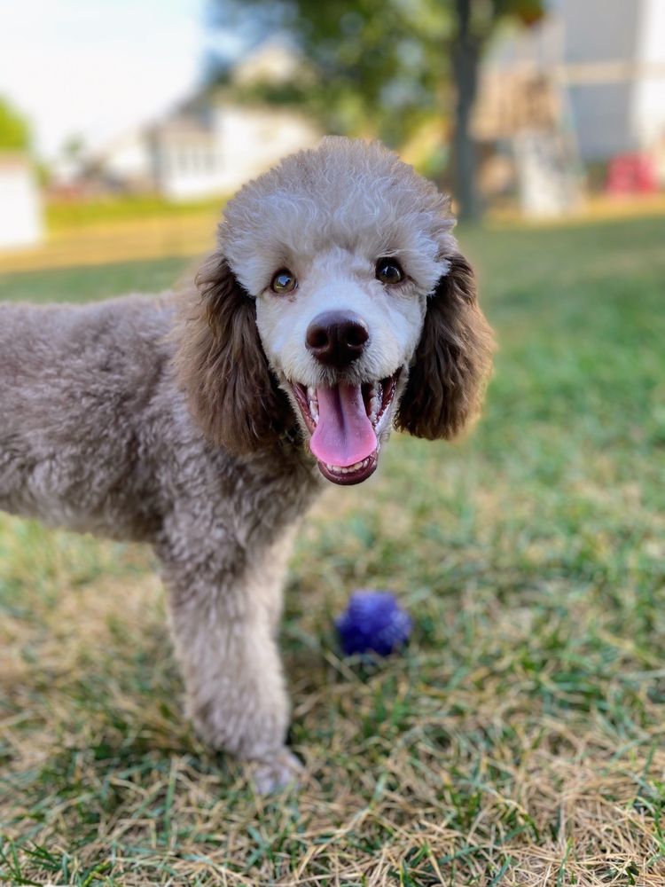 All Dogs Unleashed Des Moines - pet boarding facility in Des Moines, IA
