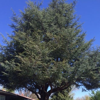 American Arborists - Before - Tree Services Near Me - Reno, Nevada American Arborists - Before - Tree Services Near Me - Reno, Nevada