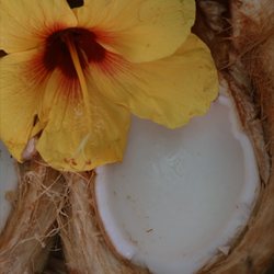 Maui Coconut Company