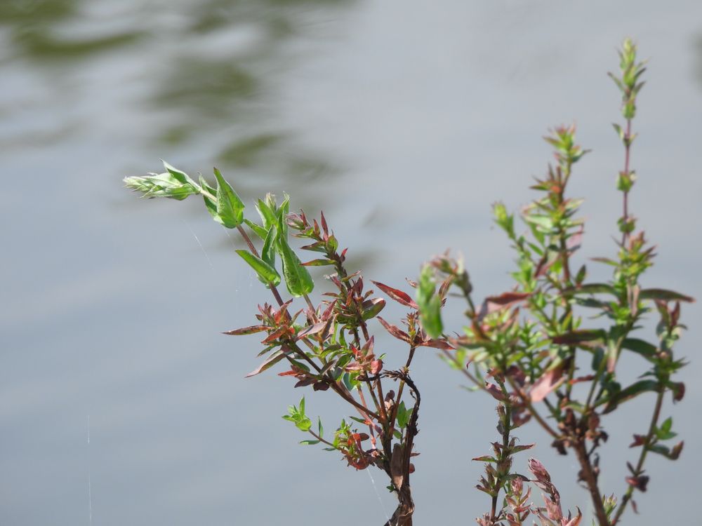 Cox Arboretum MetroPark