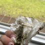 Photo of SQ Deep Cleaning