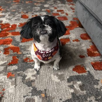 Sirius Pet Styling - Oreo Leviticus Mason - Pet Groomers Near Me - Las Vegas, Nevada Sirius Pet Styling - Oreo Leviticus Mason - Pet Groomers Near Me - Las Vegas, Nevada